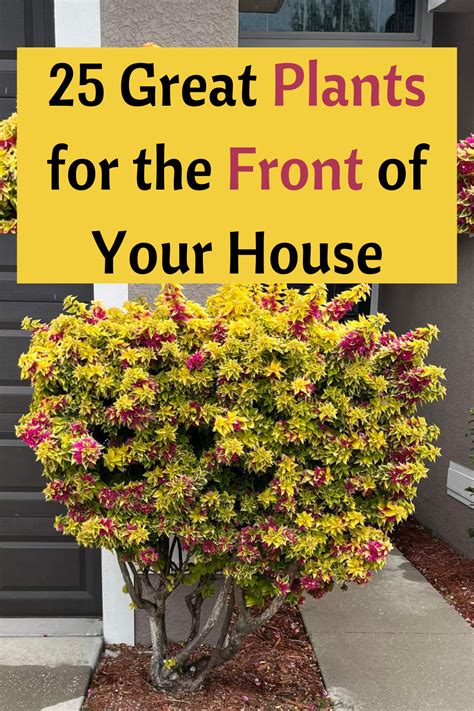 Great Plants For The Front Of Your House In Front Of House