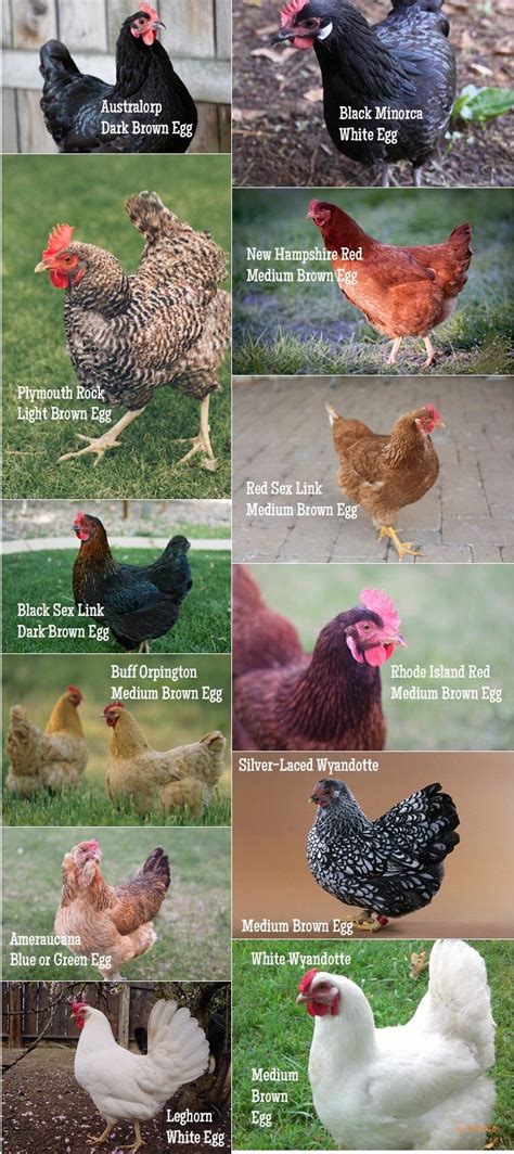 Chicken Breed Chart Raising Chickens 101 Keeping Chickens Chicken Breeds