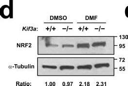 Alpha Tubulin Antibody Ig Proteintech