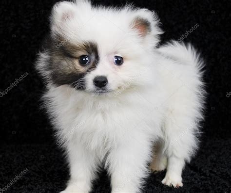 White and brown pomeranian | Brown and White Pomeranian Puppy — Stock ...