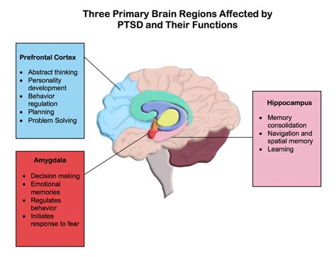 Role Of The Brain In Ptsd Trauma