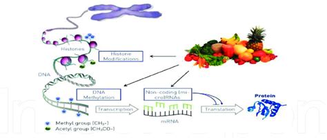 Plant Derived Natural Bioactive Compounds Phytochemicals Have