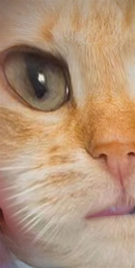 The 7 Best Cat Face Filters On Snapchat To Channel Your Inner Feline