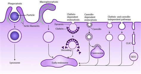 Endocytosis Exploring The Need For Energy