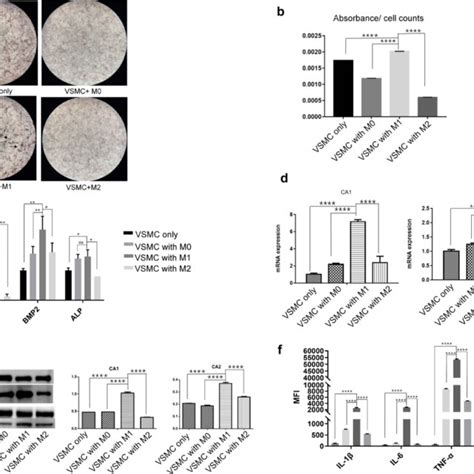 The Effect Of Macrophages On Vsmc Calcification Vsmcs Were Cocultured