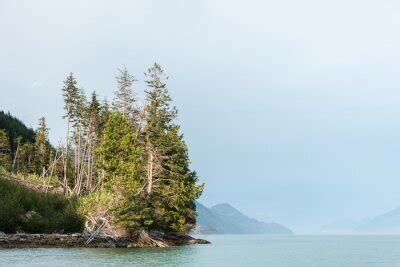 Pine Trees Along Coast Of Knight Inlet British Columbia Canada