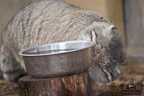 主に猫 On Twitter 水場をチェックするグルーシャ 旭山動物園 マヌルネコ グルーシャ