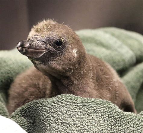 First Same Sex Penguin Foster Parents Hatch A Healthy Chick At Syracuse