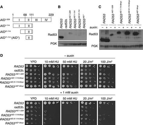 Truncation And Tagging Of The C Terminal AID Degron A Protein