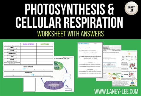 Photosynthesis And Cellular Respiration Worksheet Laney Lee