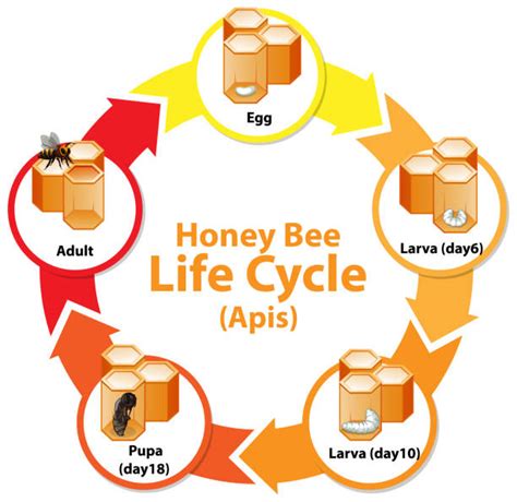 Bee Hive Diagram Illustrations, Royalty-Free Vector Graphics & Clip Art ...