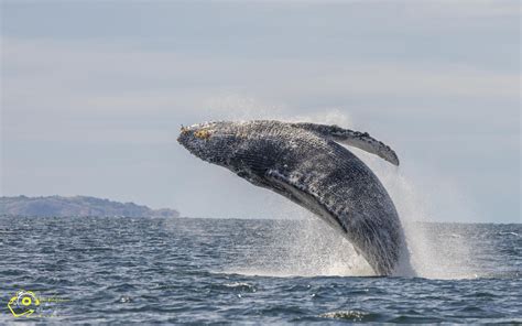 7 Types Of Marine Life You Can See On A Whale Watching Tour