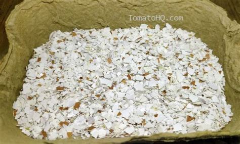 Eggshells For Tomato Plants | Boost Calcium For Tomatoes Potting Mix - Tomato HQ