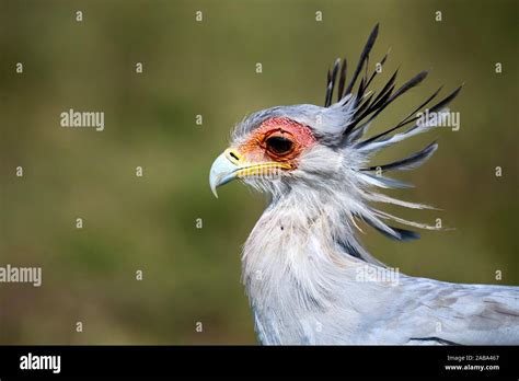 Secretary Bird Sagittarius Serpentarius Portrait Masai Mara National