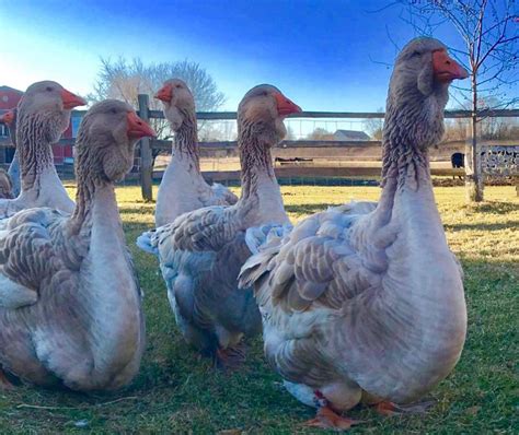 Giant Dewlap Toulouse Geese Chapel View Farm And Stable