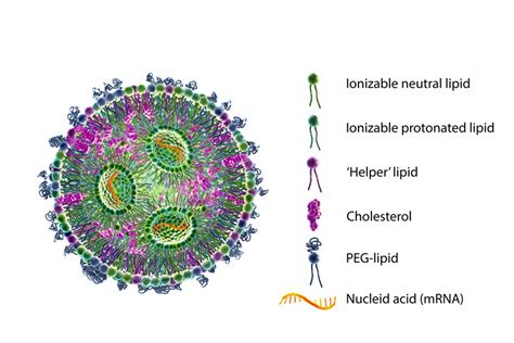 Mrna Lnps Lipexogen