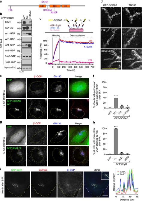 Effect Of Pathogenic Missense Mutations Upon GORAB Behavior A Location