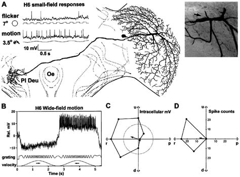 The Wide Field Lobula Plate Tangential Cell H6 A Reconstruction From