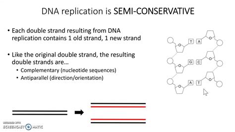 Introduction To DNA Replication YouTube