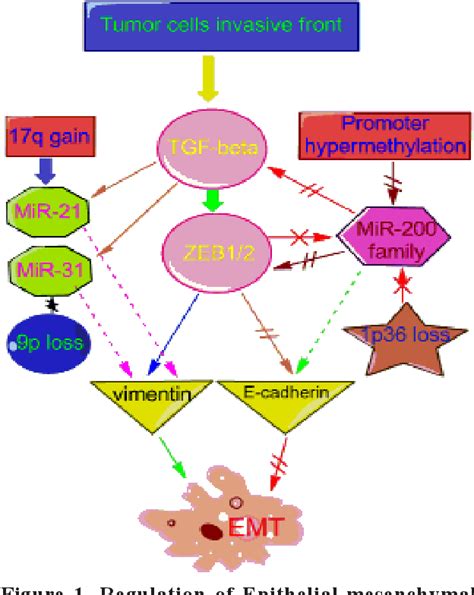 Figure From Epithelial Mesenchymal Transition And Its Role In The