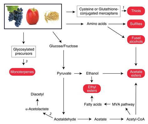 Review Of Aroma Formation Through Metabolic Pathways Of Saccharomyces