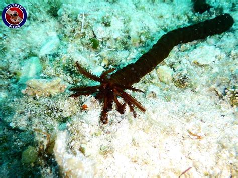 Worm Sea Cucumber From South Aegean Aegean Gr On August 4 2017 At 10