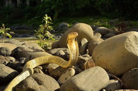 Top 10 King Cobra Facts - A Dangerously Venomous Snake