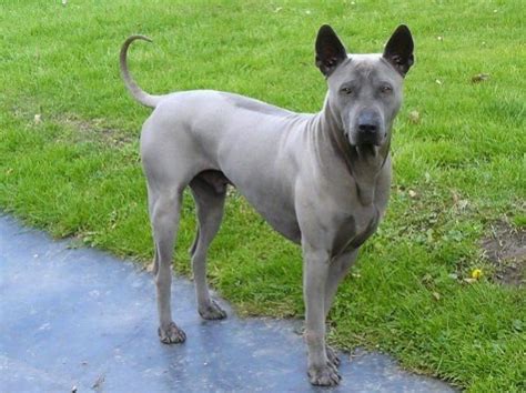 Thai Ridgeback Info Temperament And Personality Puppies Pictures Video