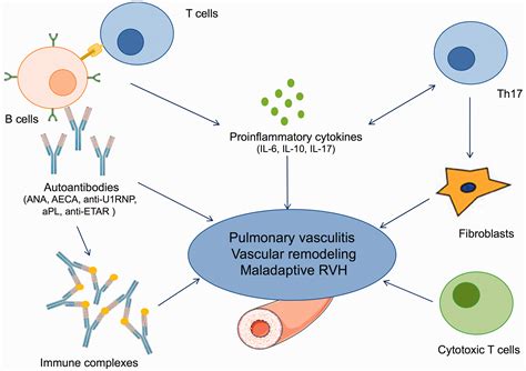 Pulmonary Arterial Hypertension Pathophysiology