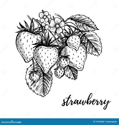 Hand Drawn Vector Illustration Strawberry Sketch Collection Stock