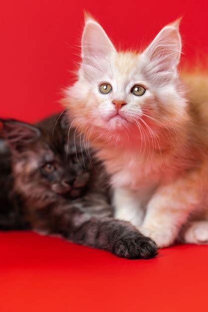 Chatons Jumeaux Américains à Poil Long De Chat Maine Coon Sur Fond