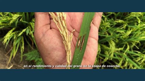 Control De Pyricularia En Arroz YouTube