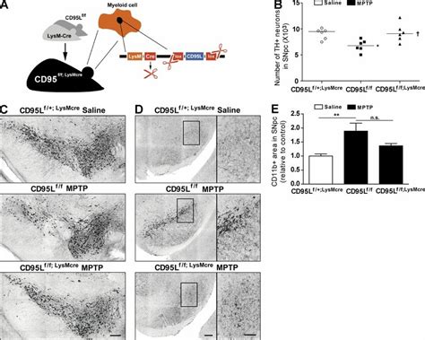 Mice With Deletion Of CD95L In Myeloid Cells CD95Lf F LysMcre Mice