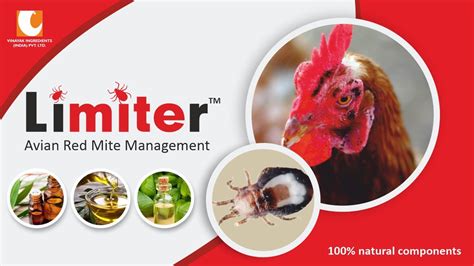 Growing Impact Of Avian Red Mite Limiter A Novel Herbal Solution