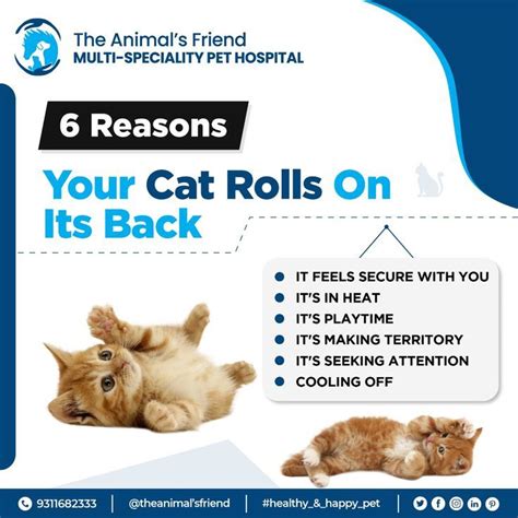 Why Cat Rolls On Its Back Pet Clinic Animal Hospital Animals Care