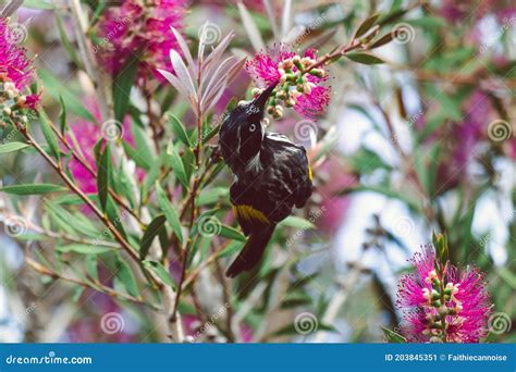 Honeyeater Bird On Top Of Branches Of A Native Australian Pink