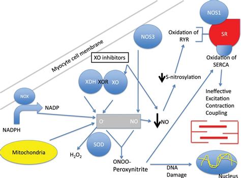 Xanthine Oxidase Inhibitors In Heart Failure Circulation