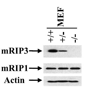 Anti Rip Antibody Qed Bioscience Inc