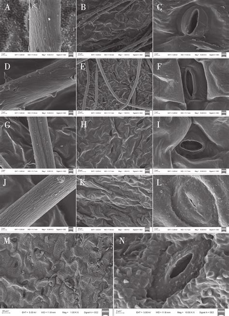 Scanning Electron Microscope Photographs Of Epidermal Cells In