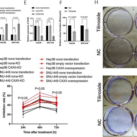 Tiliroside Inhibited The Proliferation And Colony Formation Of Hep3b Download Scientific