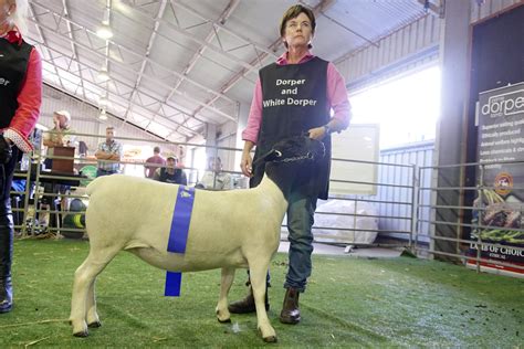 Dorper Sheep Society Australia Photos Category 2018 DSSA National Show