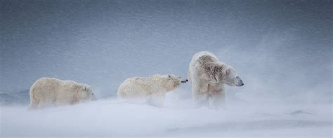 Judy Connings Braving The Blizzard Polar Bear Baby Polar Bears