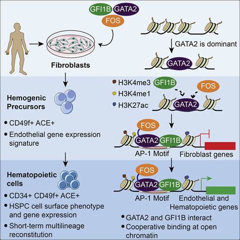 Transcription Factors