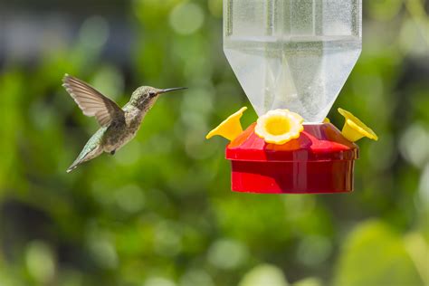 How To Hang A Hummingbird Feeder 5 Tips To Follow