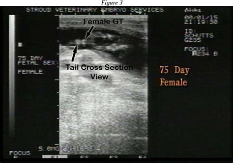 Pdf Bovine Fetal Sexing Using Ultrasound Semantic Scholar