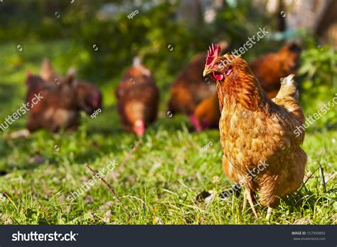 Flock Of Chickens Grazing On The Grass Stock Photo 157999892 Shutterstock