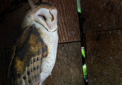 Meet A Barn Owl At Night Halloween Events Northwest Trek Wildlife Park