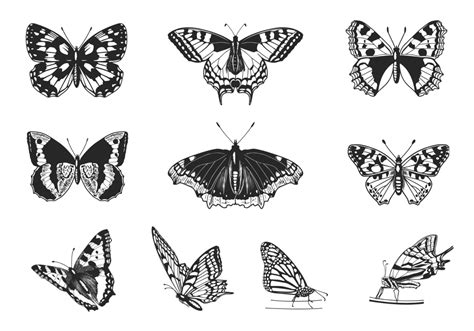 Butterfly Brush Pack Free Photoshop Brushes At Brusheezy C