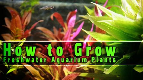 How To Grow Freshwater Aquarium Plants Youtube