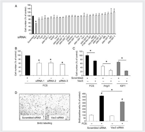 The Rho GEF Vav3 Controls VSMC Proliferation A Effect Of